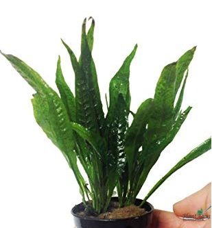 Папоротник Таиландский Черный Лес, в горшочке